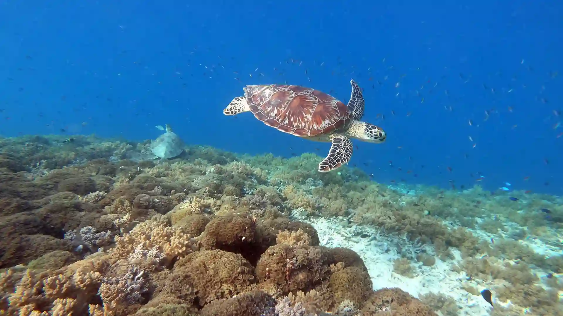 Pemandangan bawah laut Labuan Bajo